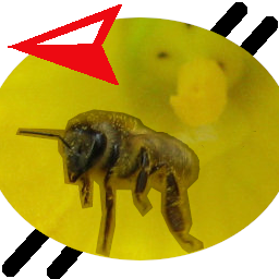 icone manquant